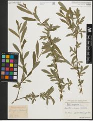 Foto von Salix purpurea L.